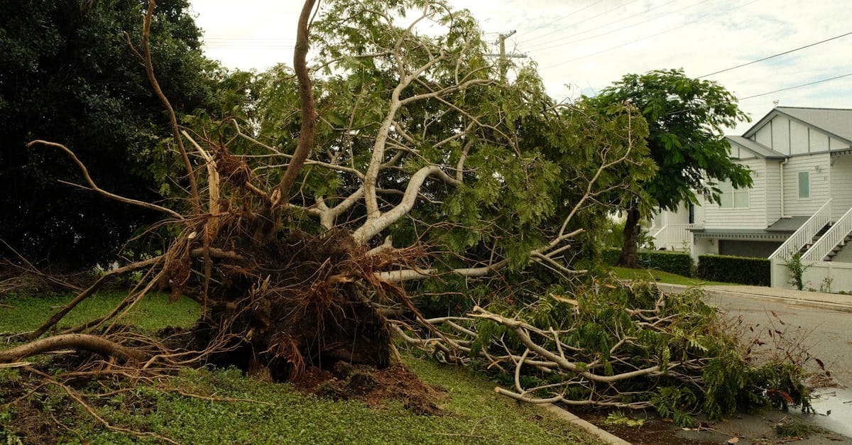 Cover Image for Does Homeowners Insurance Cover Fallen Trees? A Complete Guide